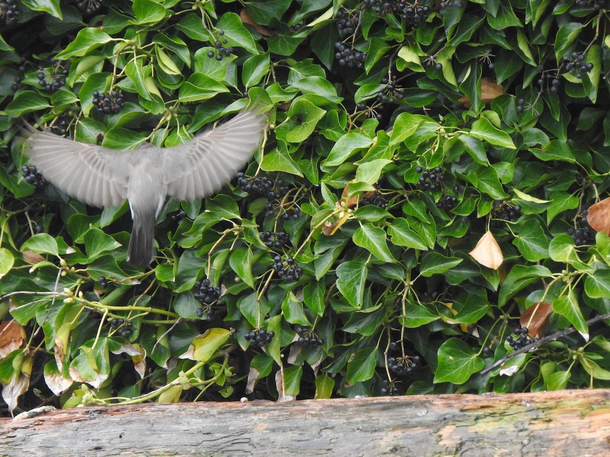 American Robin - ML454463401