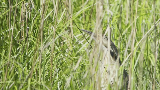 American Bittern - ML454464501