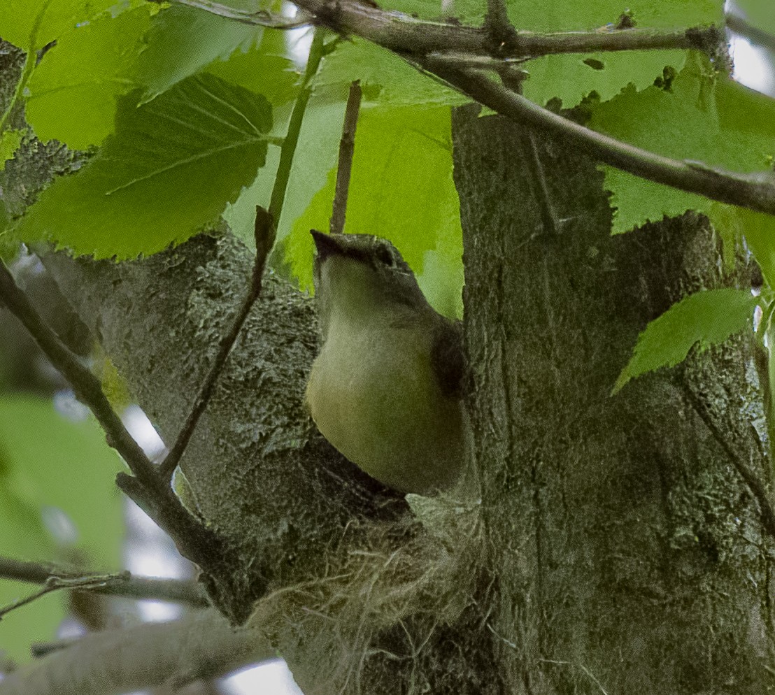 rødstjertparula - ML454464911