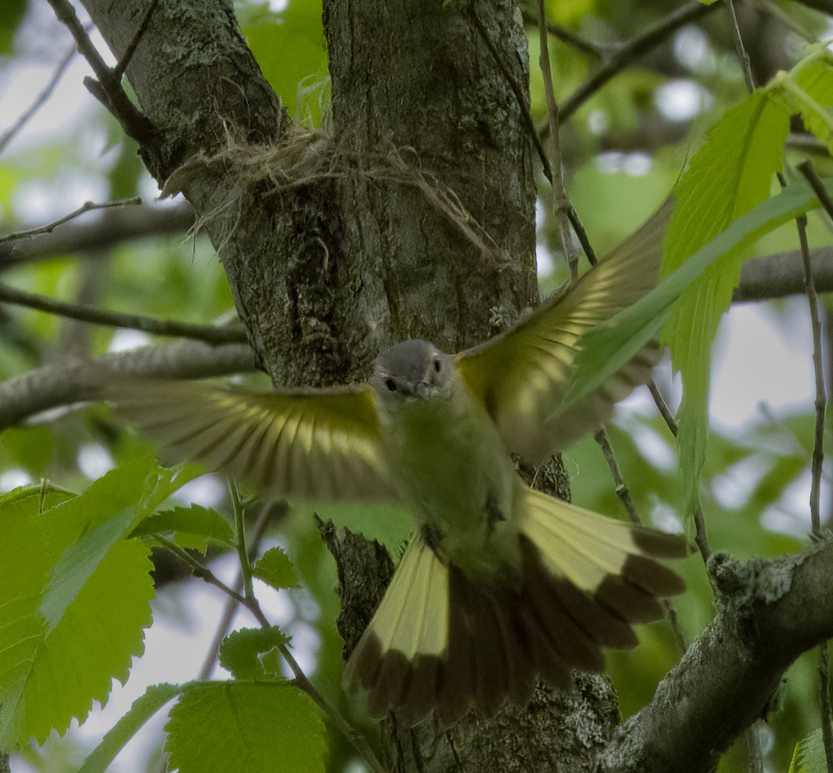 American Redstart - ML454464951