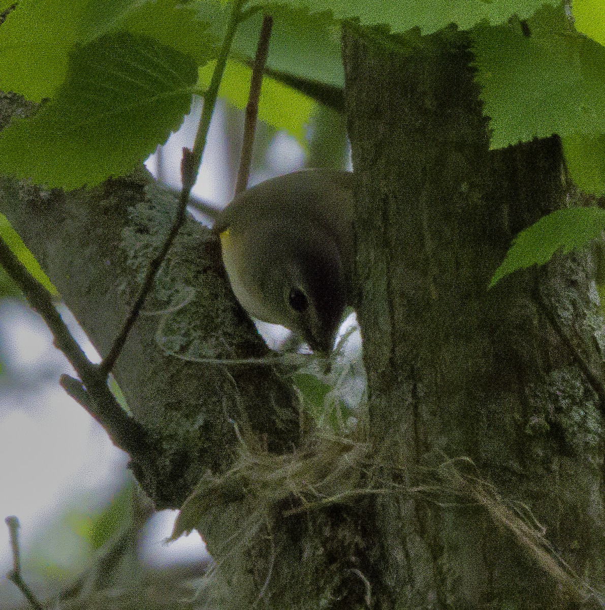 American Redstart - ML454465021