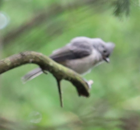 Tufted Titmouse - Gautham Mohan