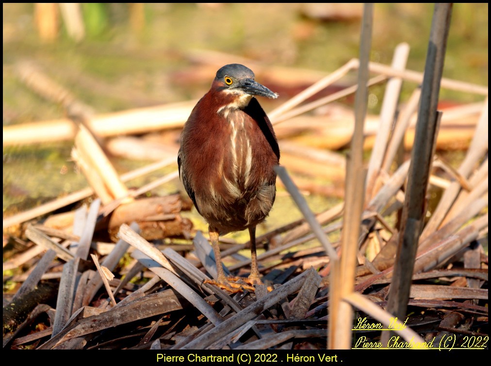 Green Heron - ML454471241