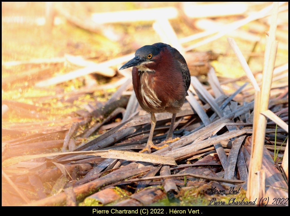 Green Heron - ML454471261