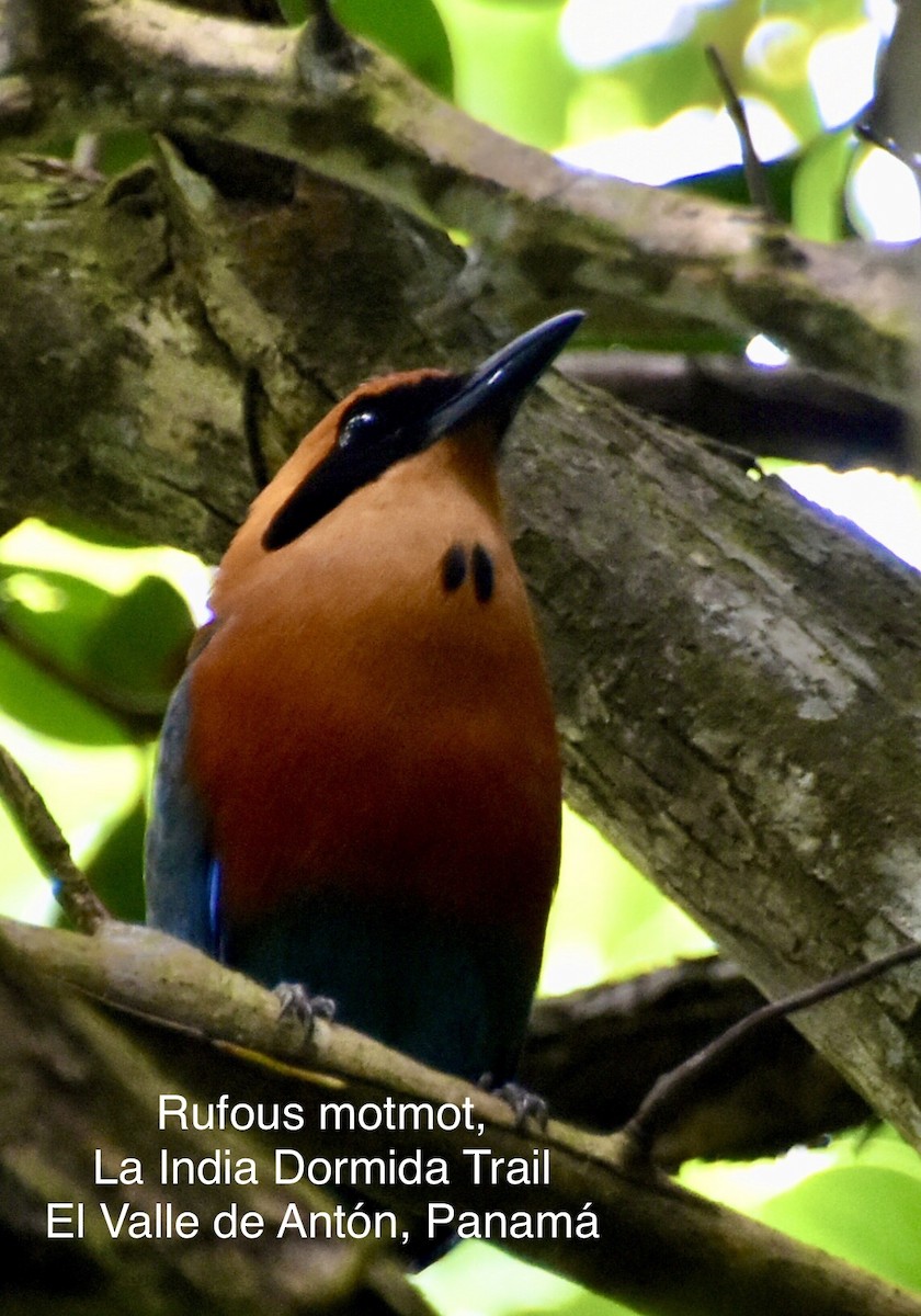 Rufous Motmot - ML454472791