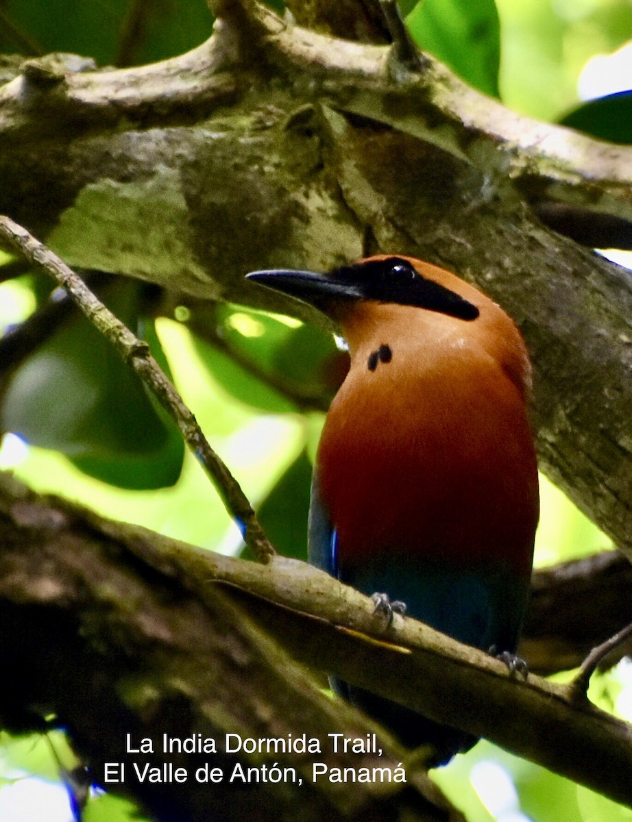 Motmot roux - ML454472801