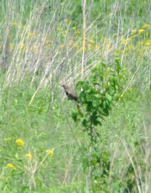 Northern Flicker - ML454473161