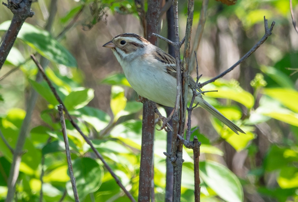 Clay-colored Sparrow - Gale VerHague