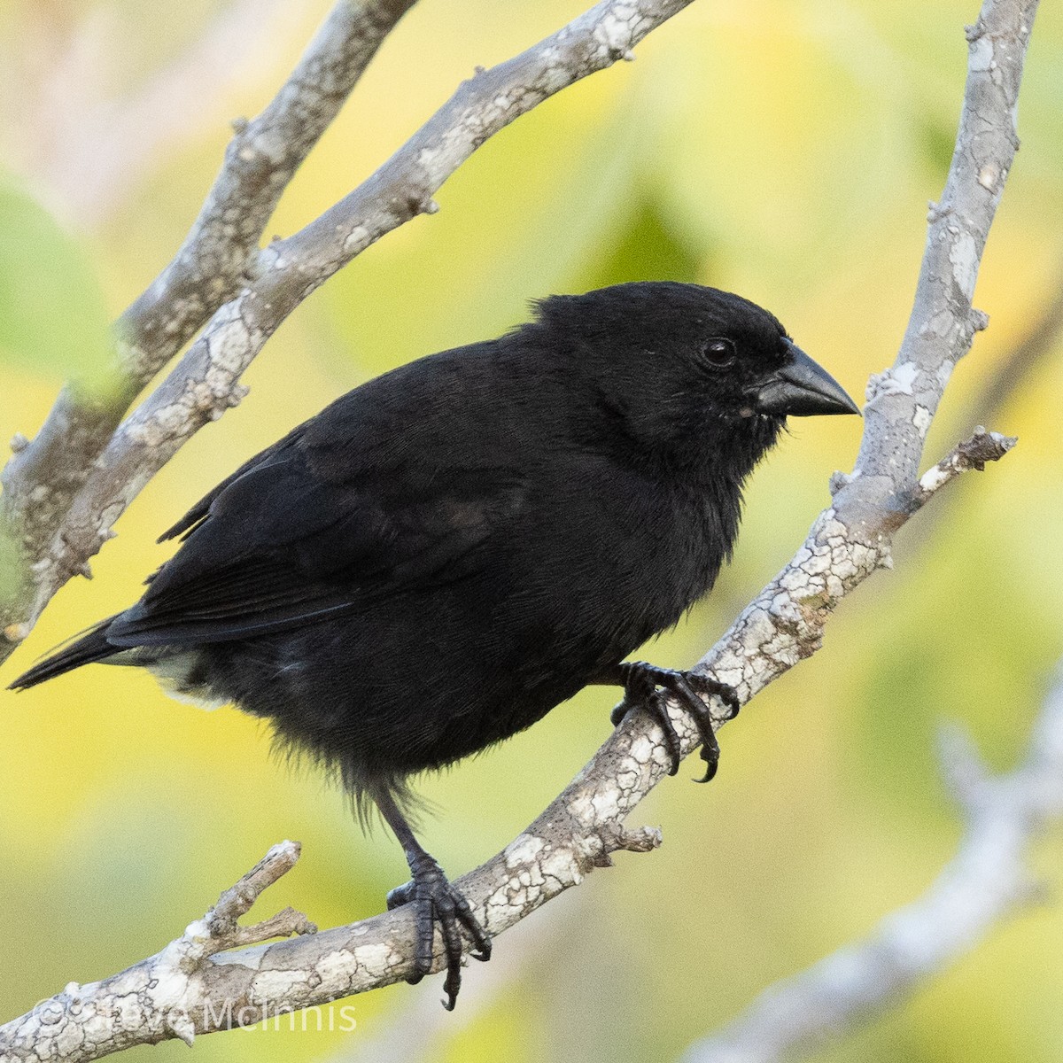 Small Ground-Finch - ML454474601