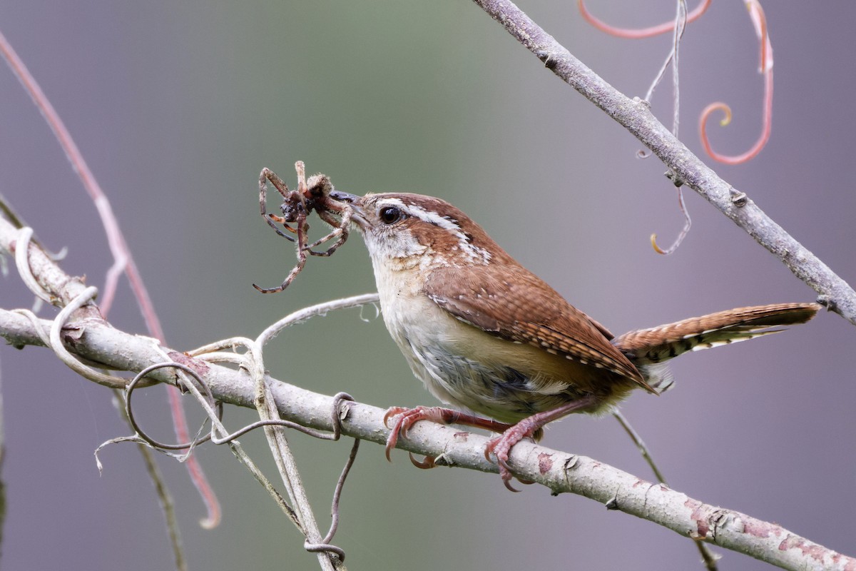 Carolina Wren - ML454475551