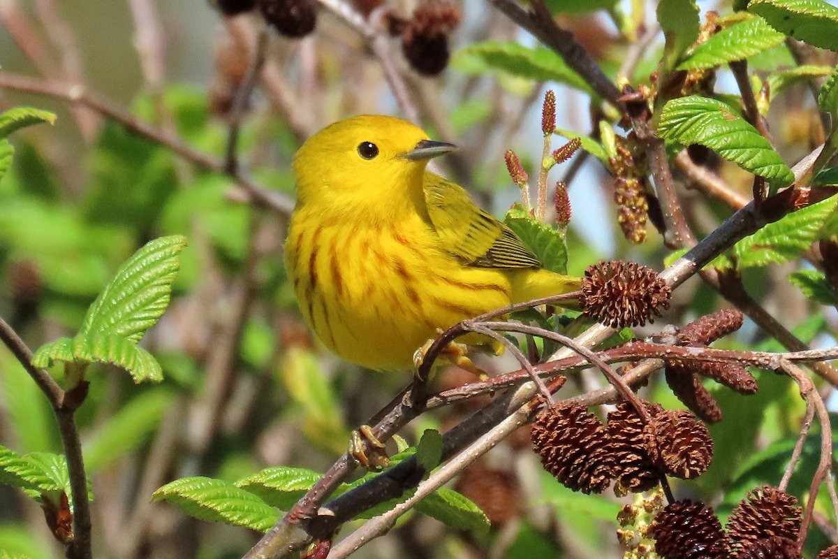 Yellow Warbler - ML454475771