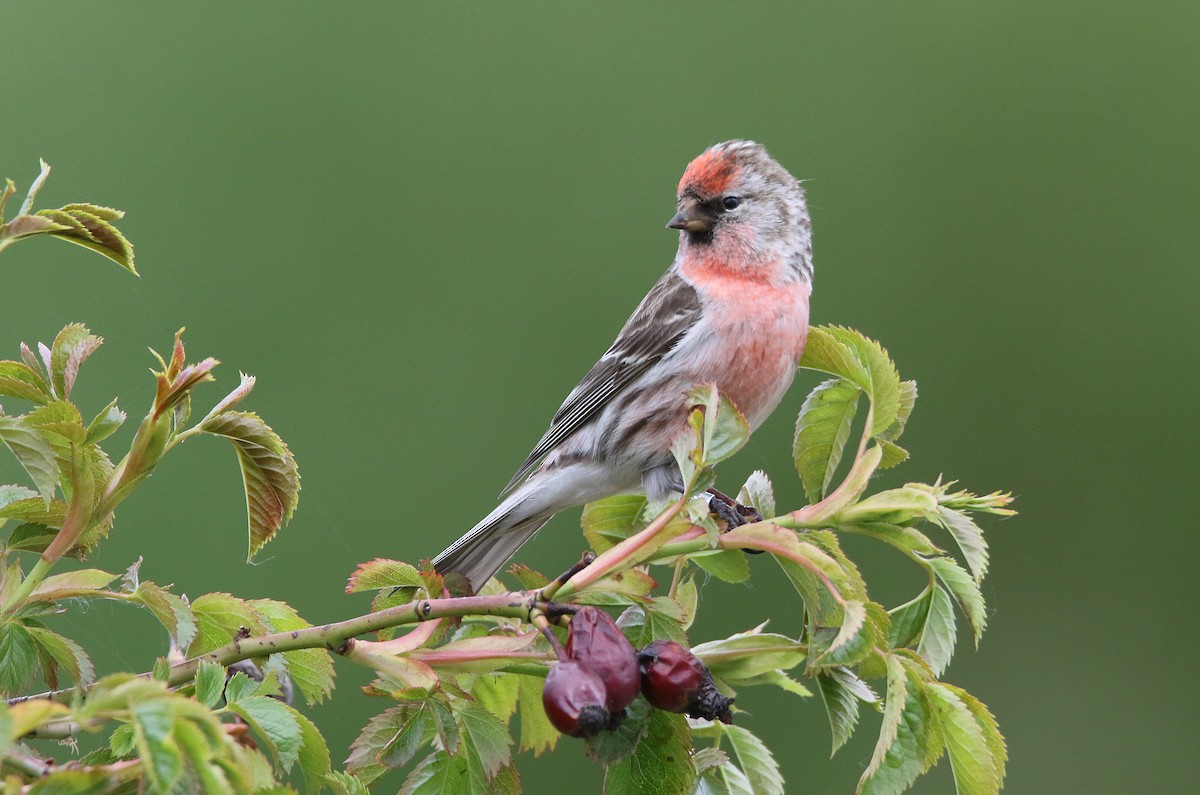 Redpoll (Lesser) - Zbigniew Kajzer