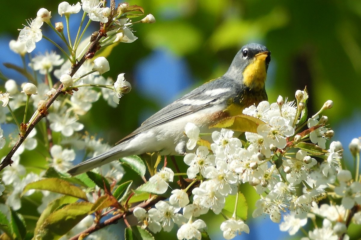 Northern Parula - ML454476521