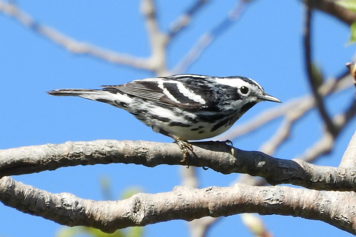 Black-and-white Warbler - ML454476581