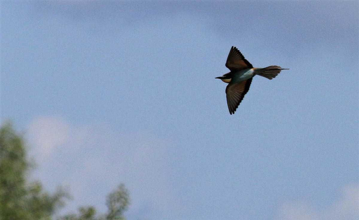 European Bee-eater - ML454477271