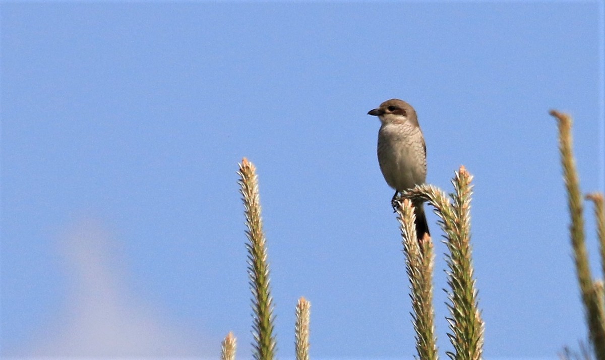 Red-backed Shrike - ML454477421