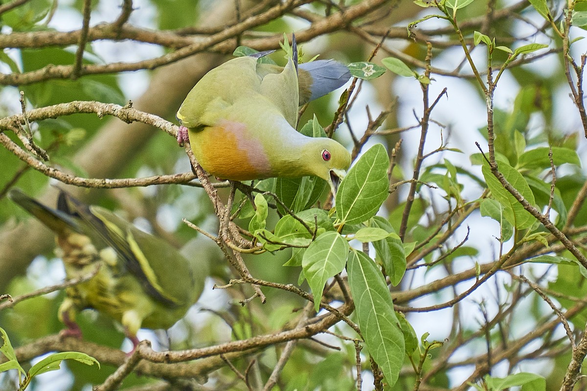 Orange-breasted Green-Pigeon - ML454478161