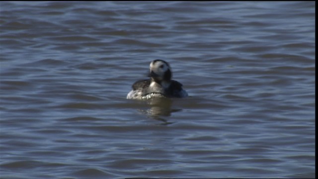 Long-tailed Duck - ML454479