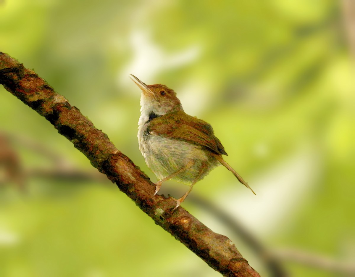 Common Tailorbird - ML454479551