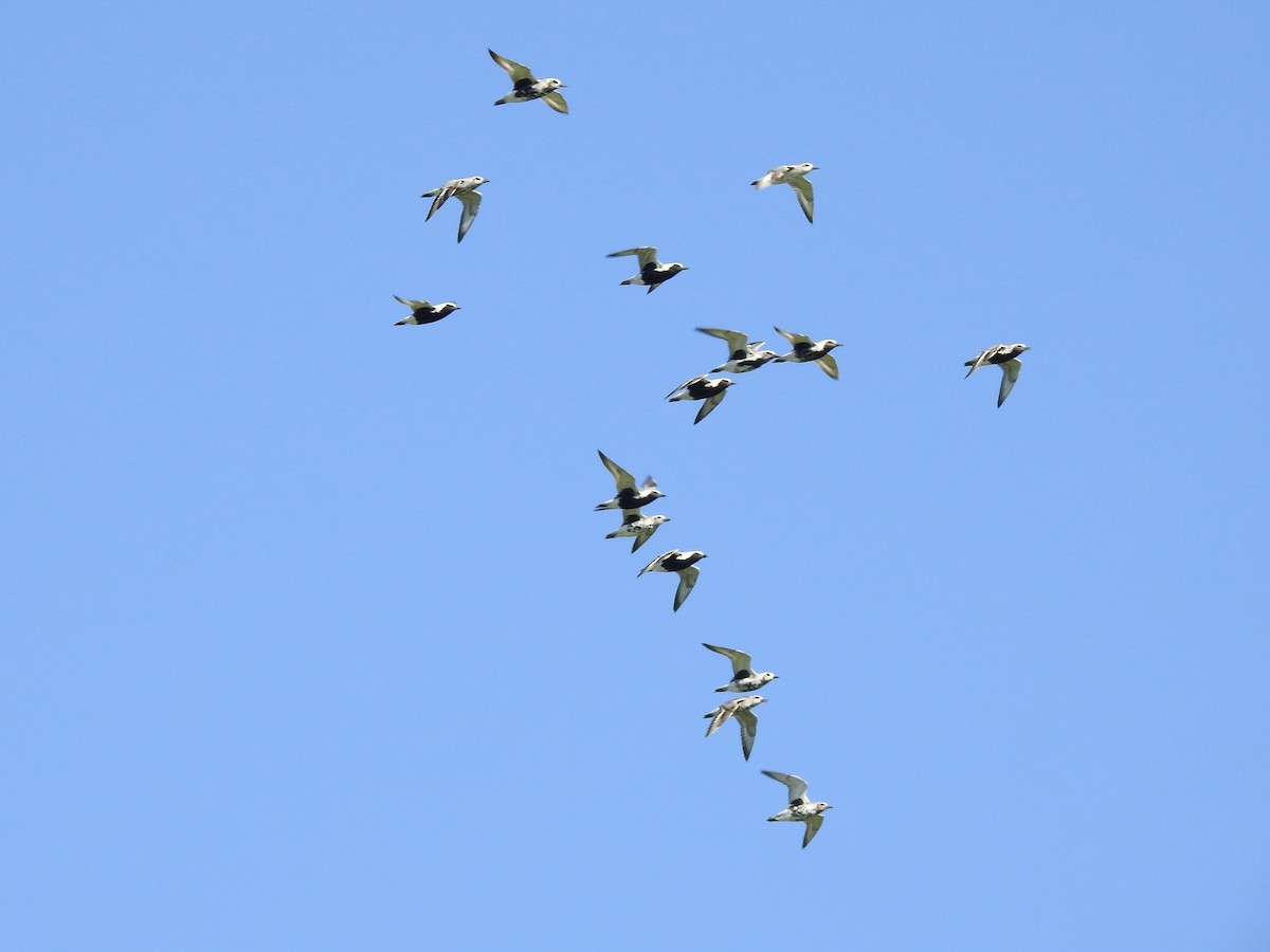 Black-bellied Plover - ML454481711