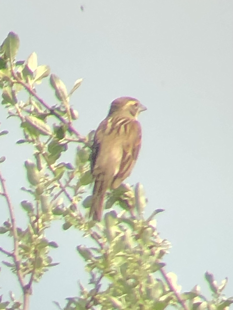 Dickcissel - ML454482791