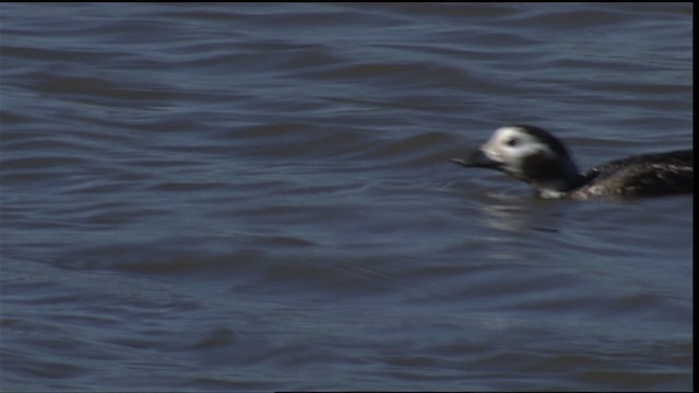 Long-tailed Duck - ML454483