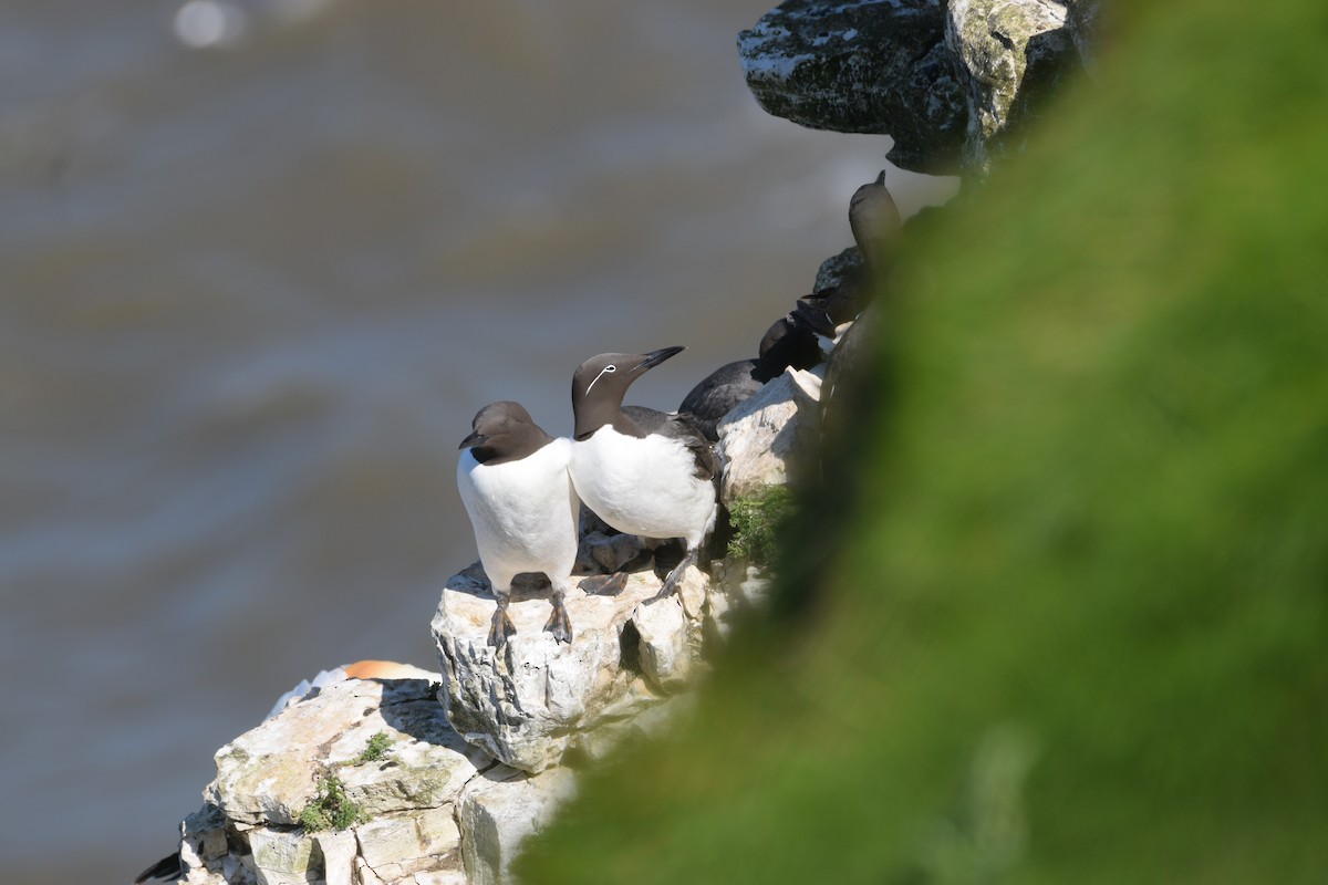 Common Murre - ML454483161