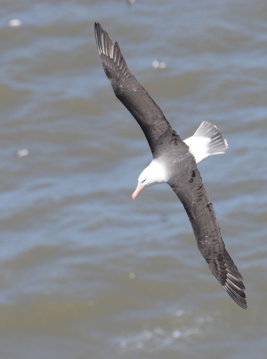 Albatros à sourcils noirs - ML454483231
