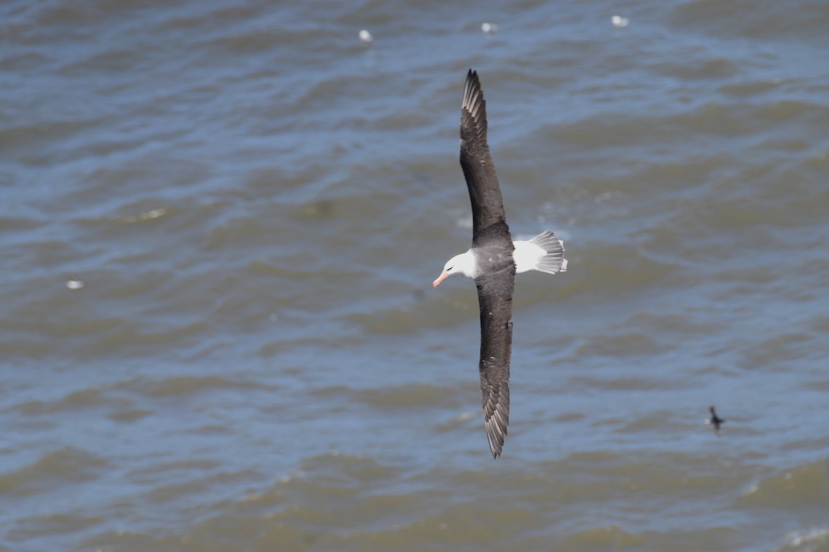 Black-browed Albatross - Bing Dong