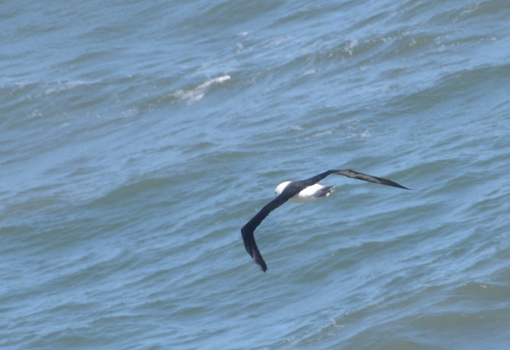 Albatros à sourcils noirs - ML454483381