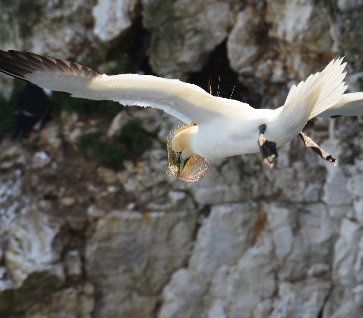 Northern Gannet - Bing Dong