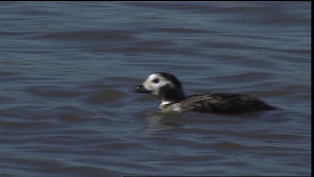 Long-tailed Duck - ML454484