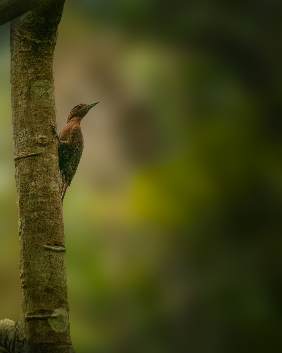 Rufous Woodpecker - ML454487821