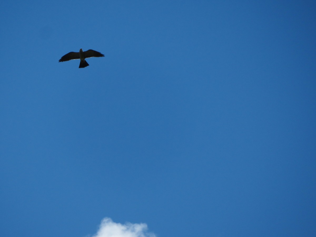 Mississippi Kite - ML454489211