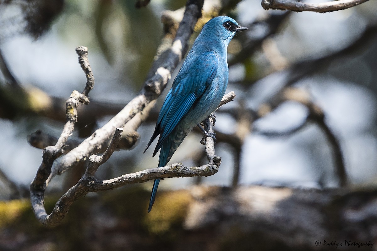 Verditer Flycatcher - ML454489351