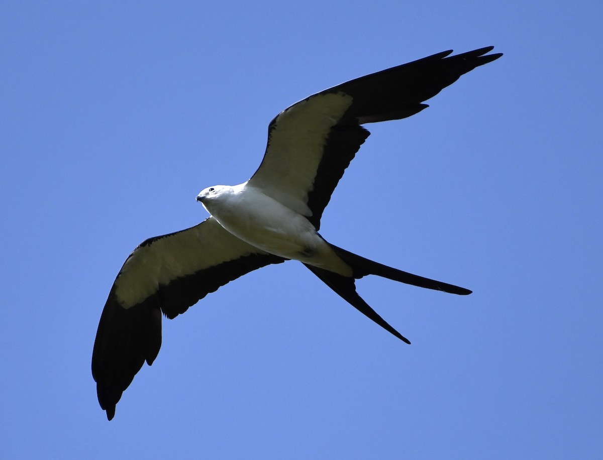 Swallow-tailed Kite - ML454489361