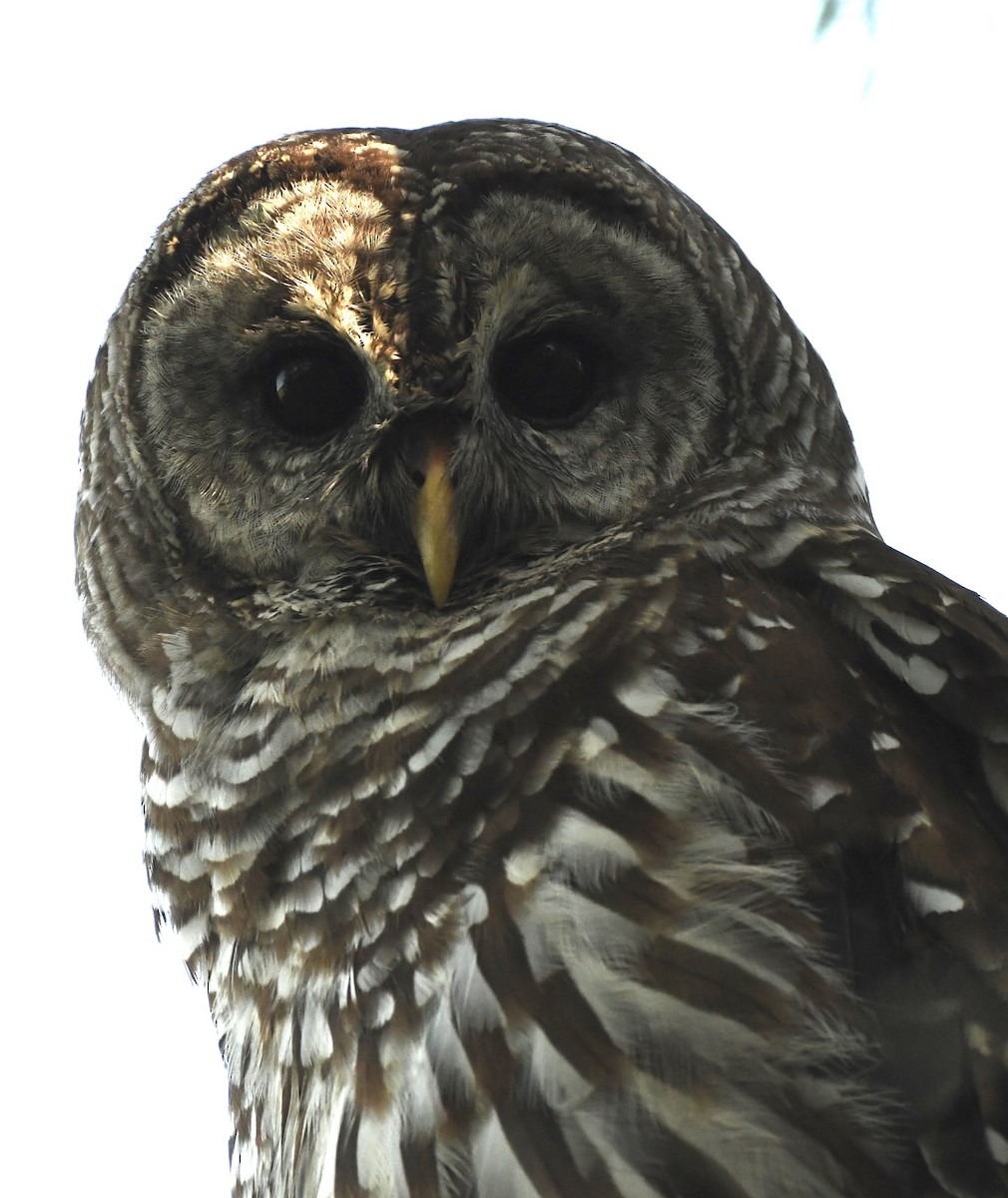 Barred Owl - ML454489451