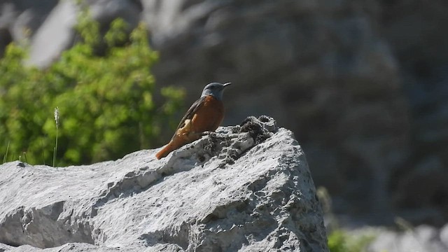 Rufous-tailed Rock-Thrush - ML454489651