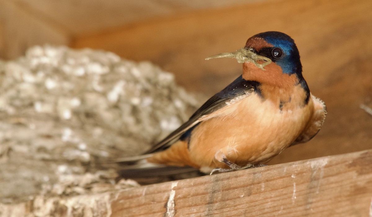Barn Swallow - Weston Barker