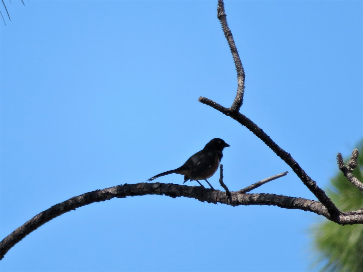 Eastern Towhee - ML454491811