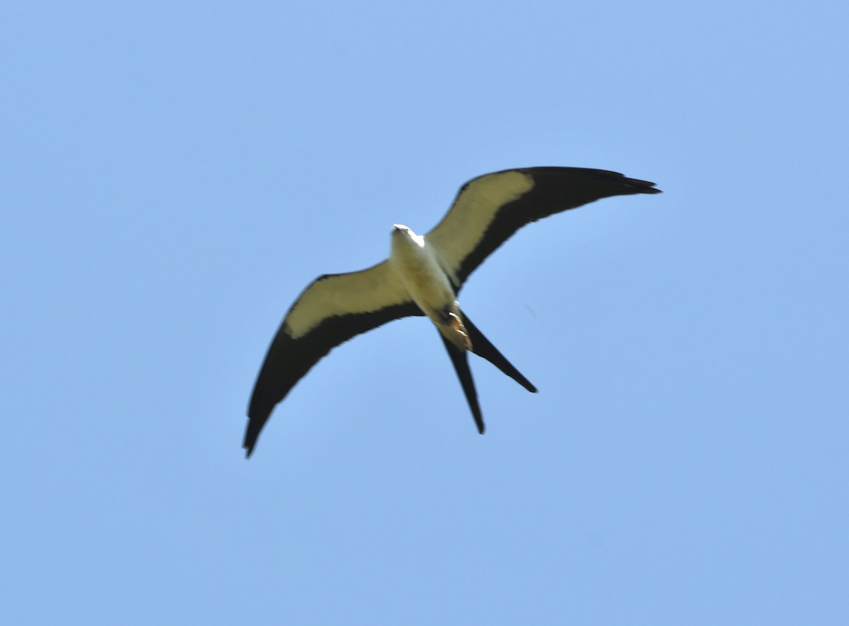 Swallow-tailed Kite - ML454492421