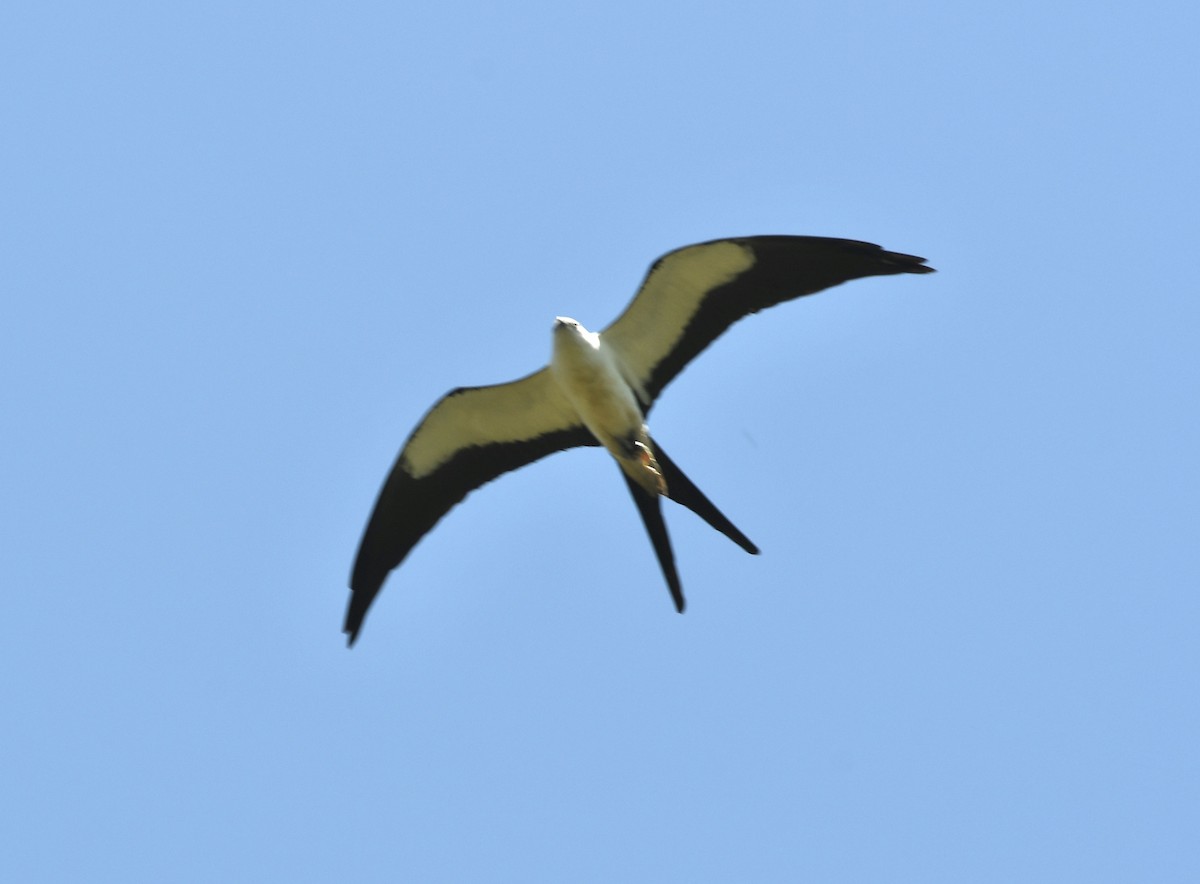 Swallow-tailed Kite - Jack McClunn