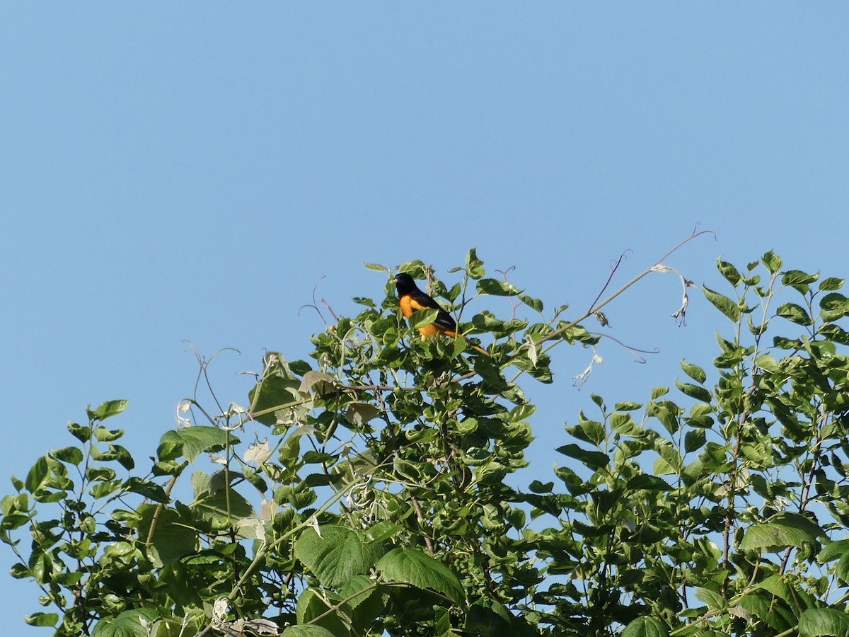 Oriole de Baltimore - ML454493151