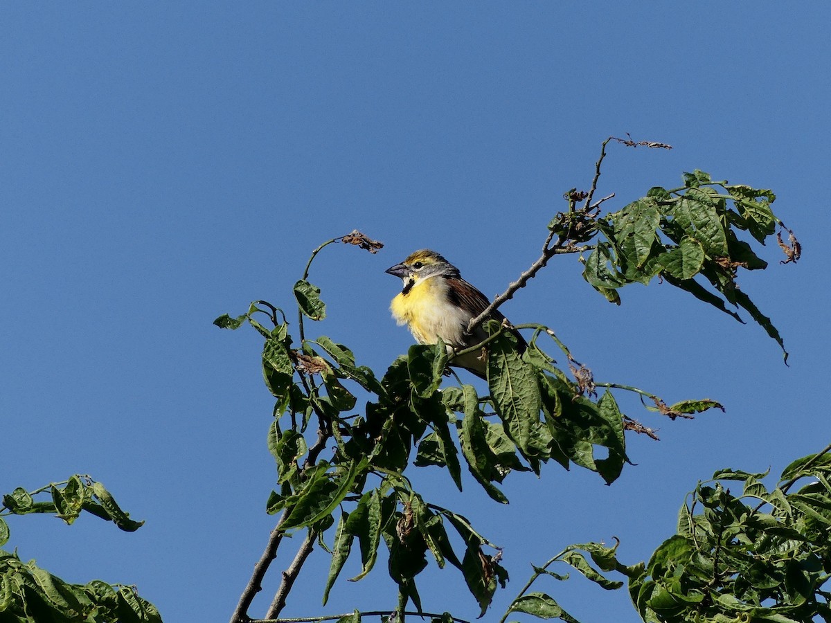 Dickcissel d'Amérique - ML454493191