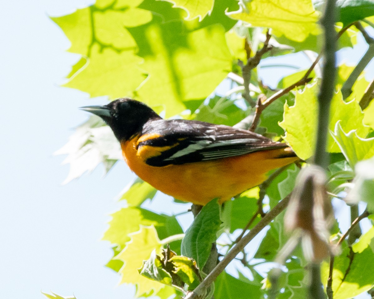 Baltimore Oriole - Jim Triplett