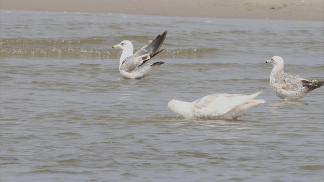 Glaucous-winged Gull - ML454495341