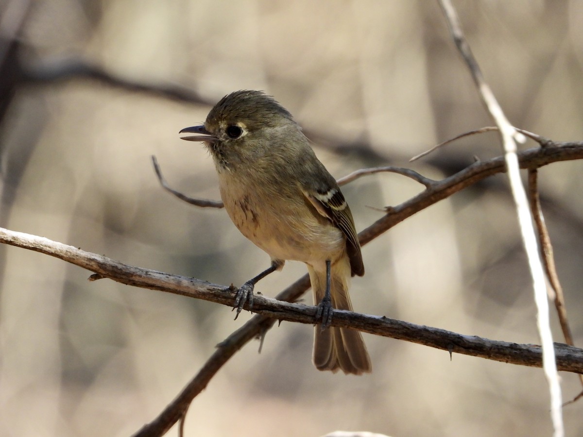 Hutton's Vireo - ML454495551