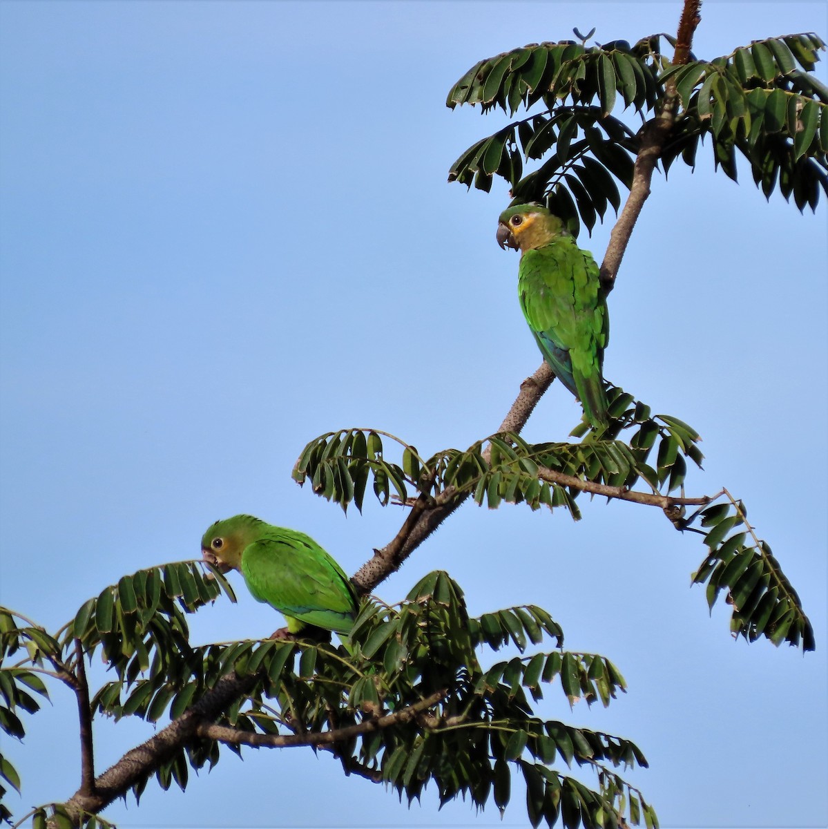 Aratinga Pertinaz - ML454495671