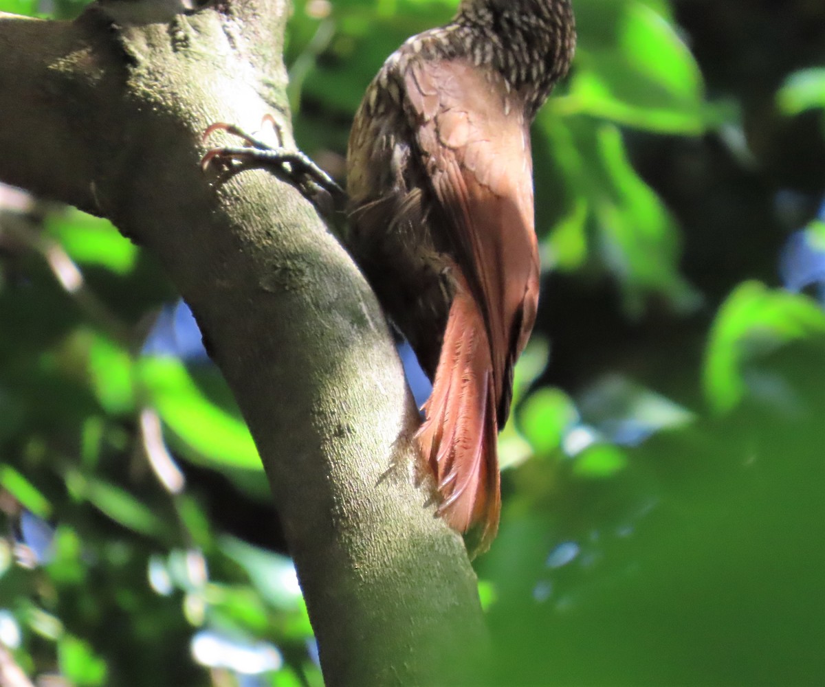 Streak-headed Woodcreeper - ML454495731