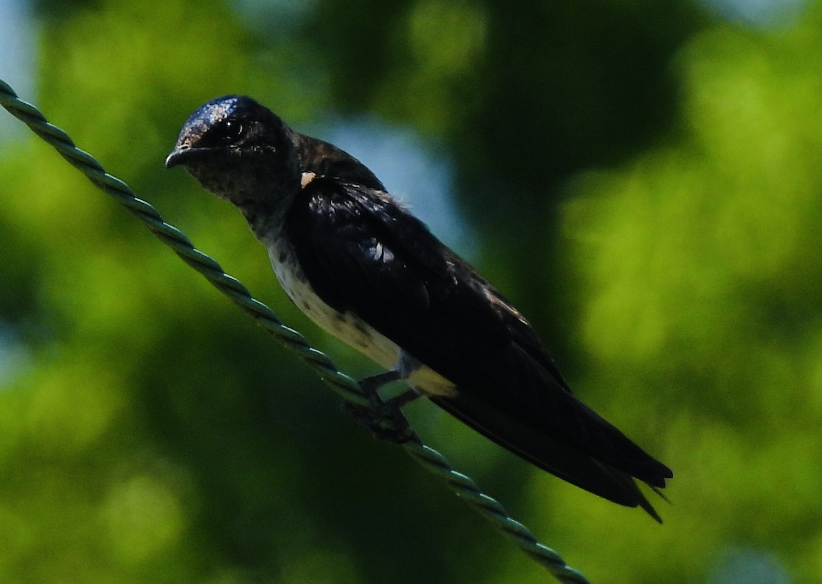 Purple Martin - ML454495821